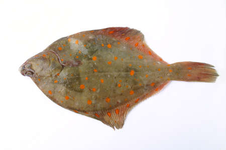 Flat fishの写真素材