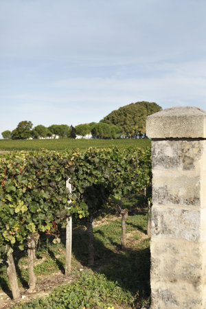 Gates to a vineyard
