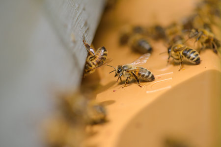 bees