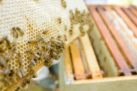 Closeup of bees on honey comb