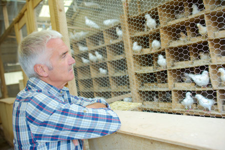 Adult man with his collection of pigeonsの写真素材