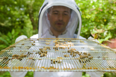 Beekeeper holding metal grill