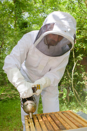 Beekeeper smoking hive
