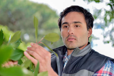 Garderner pruning a bushの写真素材