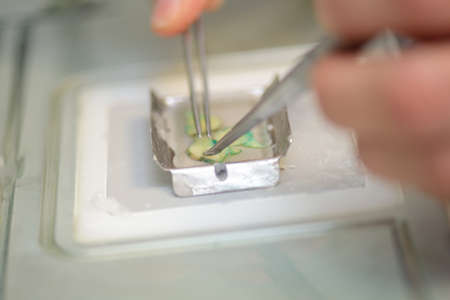 Tweezers picking up medical sampleの写真素材