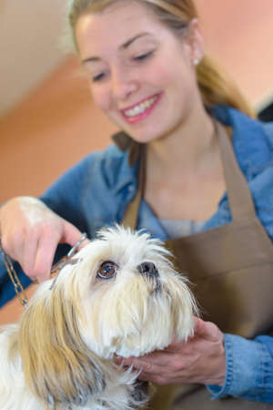groomer taking care of a dogの写真素材