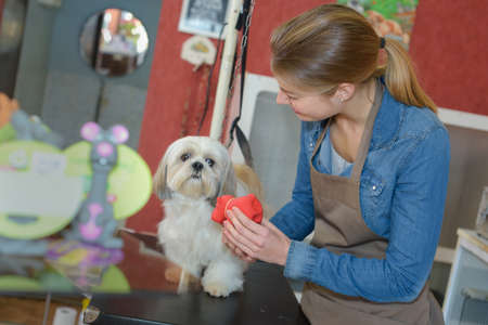 in the pet salonの写真素材