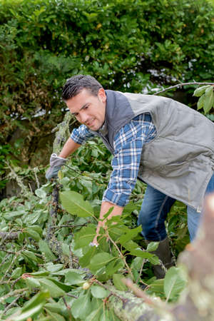 Gardern clearing a gardenの写真素材