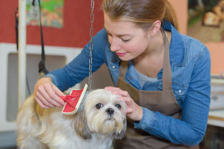 a schedule to the pet salonの写真素材