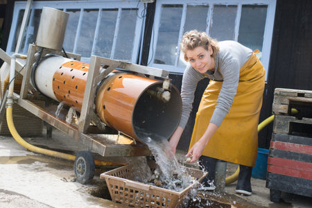 Woman catching produce in basketの写真素材