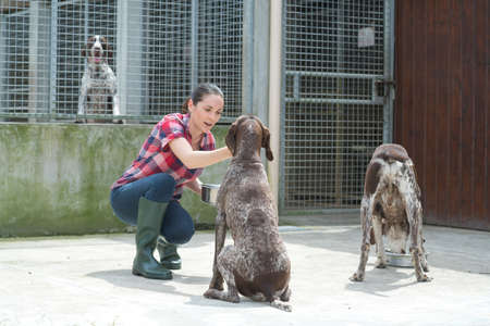 animal shelter volunteer feeding the dogsの写真素材
