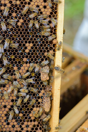 Closeup of bees on frame of beehive