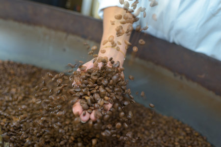 woman choosing coffee grainsの写真素材