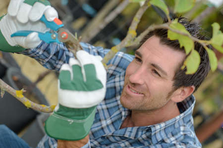 trimming the plantの写真素材