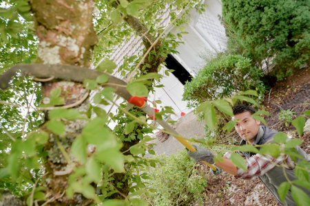 Gardener trimming the hedgesの写真素材