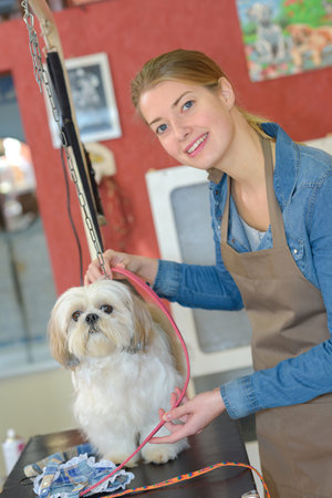 Pet groomer with small dogの写真素材