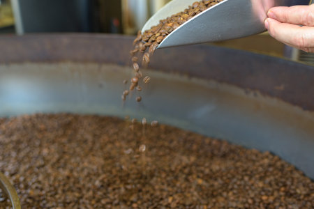 checking coffee beans during roasting process at the factory