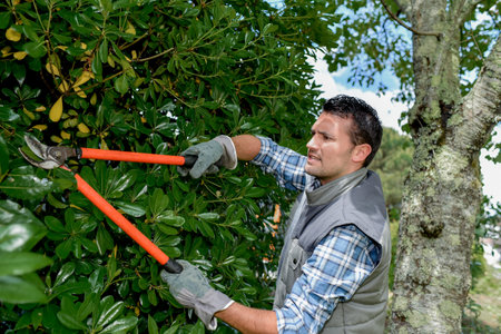 Young gardener triming hedge