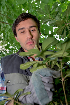Landscape gardener trimming a bush