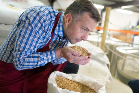 man smelling malt seedsの写真素材