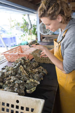 Female worker inspecting oystersの写真素材