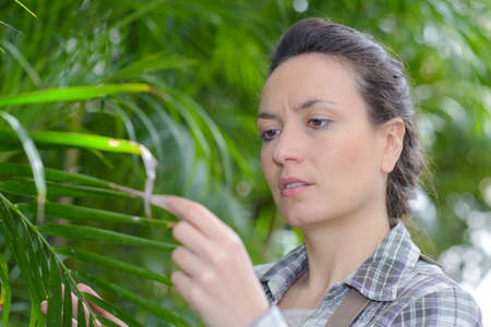 woman gardener in apron working and taking care a plantの写真素材