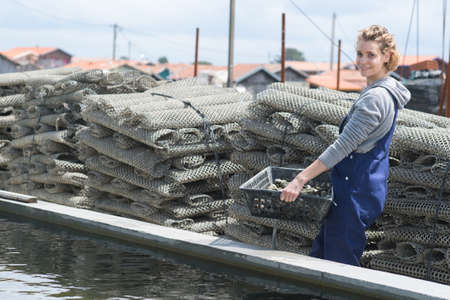 worker in oyster farm collecting cages with oystersの写真素材