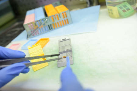 study aquatic insect in laboratory with protective glove handsの写真素材