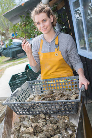 oyster farmer cleans her oystersの写真素材