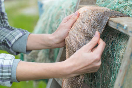 drying a fish skinの写真素材