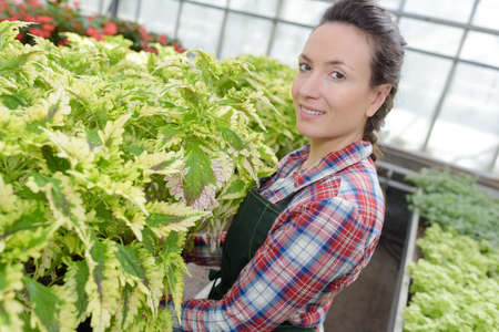 female gardener smiling while inspecting leaves at greenhouseの写真素材
