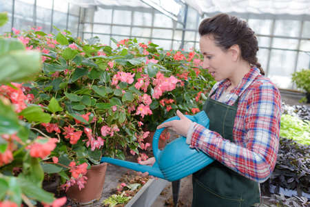 smiling gardener watering plants nurseryの写真素材
