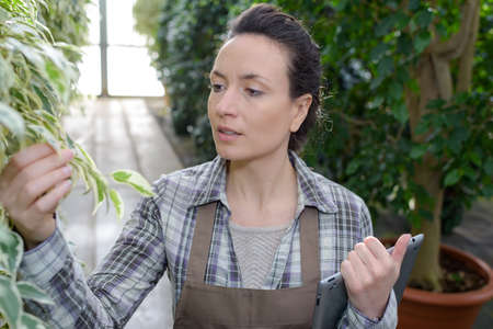 female gardener at work in greenhouseの写真素材