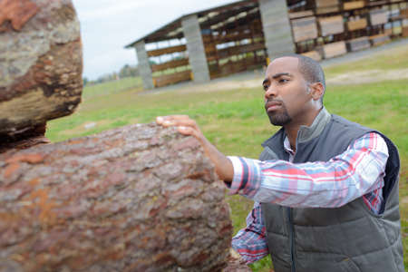 worker inspecting woodの写真素材