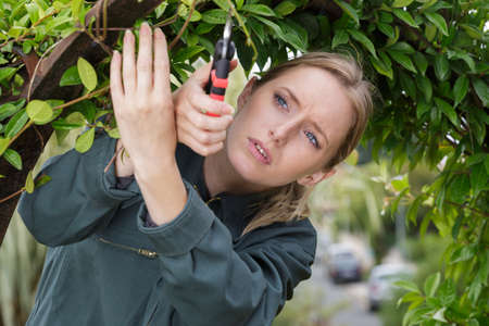 female gardener pruning the treeの写真素材