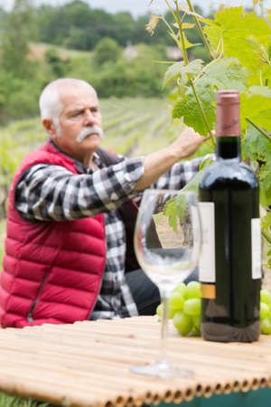 man working in a vineyardの写真素材