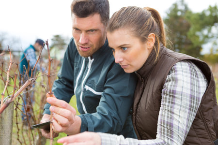 male and female workers inspecting grape vine