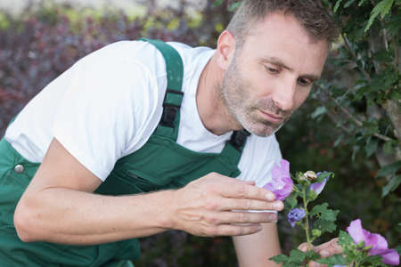 man gardening outside in summer nature cutting rosesの写真素材