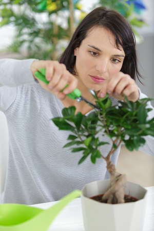 Bonsai equipment and step making bonsaiの写真素材