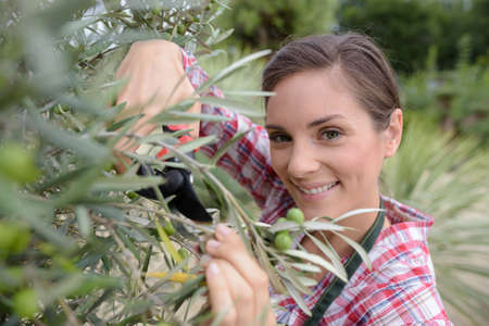 woman cutting the branches of treeの写真素材