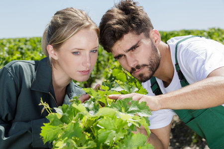 woman and man working in vineyard