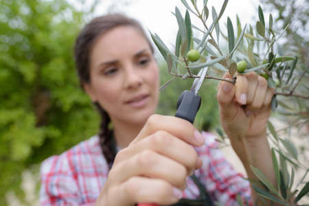 woman in an olive plantation pruning treesの写真素材