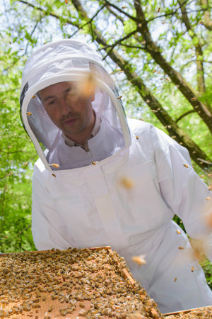 Beekeeper holding frame covered in bees