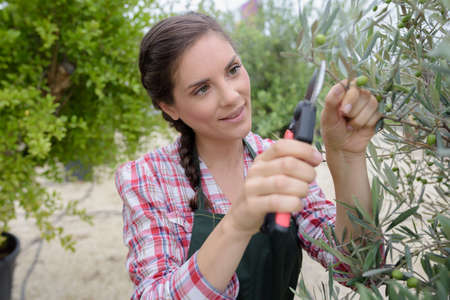 a woman is gardening in nurseryの写真素材