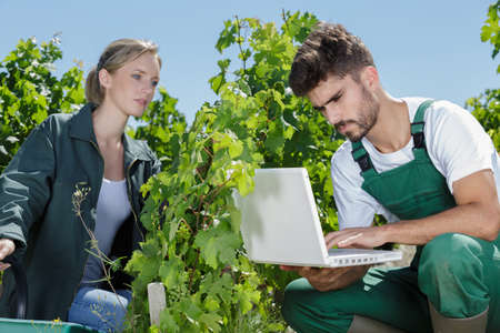 young male and female farmer holding laptop in vineyardの写真素材