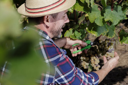 man in vineyard harvesting grapes