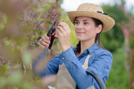 woman cutting flower stem with pruning shearsの写真素材