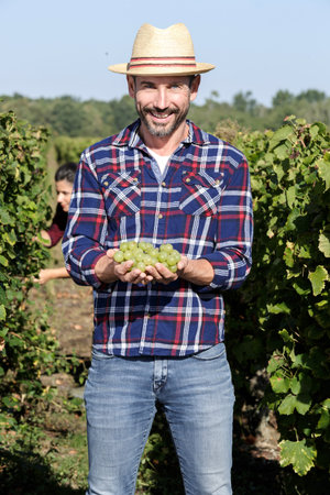 happy man holding ripe grapes on vineyard