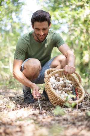 man picking mushrooms in forestの写真素材