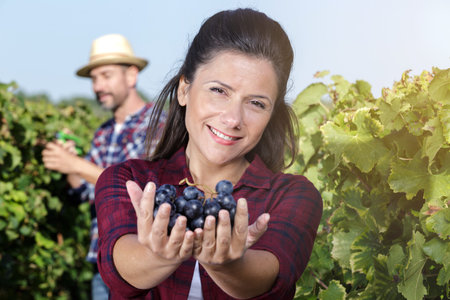 woman showing ripe grapes in the vineyard